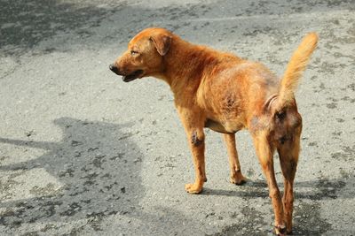 High angle view of dog on road