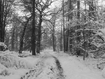 Scenic view of snow covered landscape