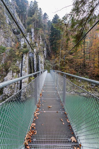 Footbridge amidst trees in forest