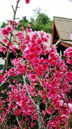 Low angle view of pink flowers