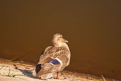 One wild duck sitting in the sun on the edge of the lake
