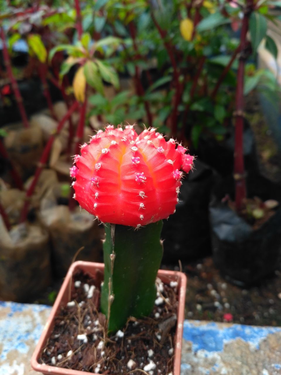 freshness, nature, flower, fragility, growth, beauty in nature, red, plant, no people, petal, close-up, outdoors, blooming, day, flower head, water, fly agaric mushroom