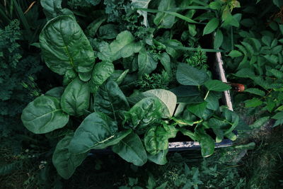 High angle view of vegetables on field