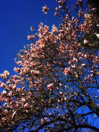 Low angle view of cherry blossoms against blue sky