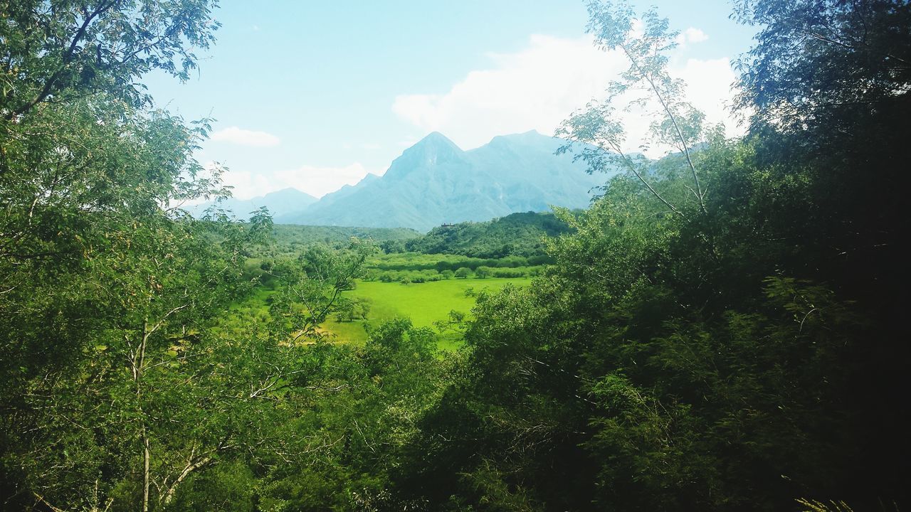 mountain, tranquil scene, tree, tranquility, sky, scenics, beauty in nature, landscape, growth, nature, green color, mountain range, non-urban scene, cloud, idyllic, lush foliage, cloud - sky, day, plant, green