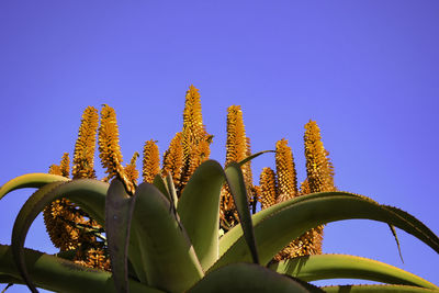 Low angle view of succulent plant against clear blue sky