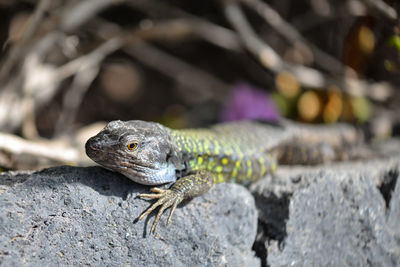 Close-up of lizard on rock