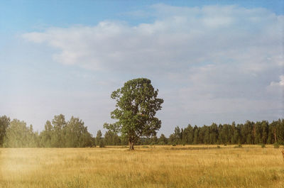 Trees on field against sky