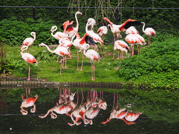 Flock of birds on lake