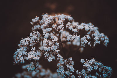 Close-up of flowers against blurred background