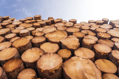 Stack of logs in forest