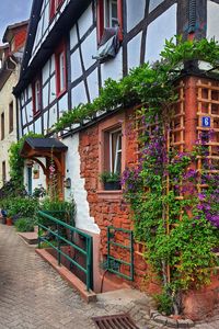 Potted plants on footpath by building