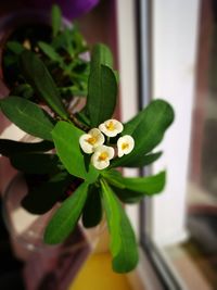 Close-up of flower blooming outdoors