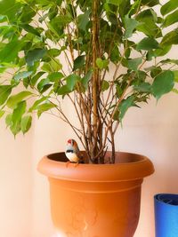 Close-up of small potted plant