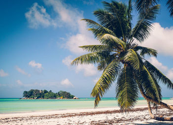 Palm trees on beach against sky