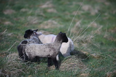 Lambs standing on grassy field
