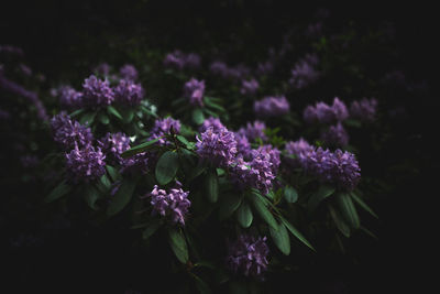 Close-up of purple flowers blooming outdoors