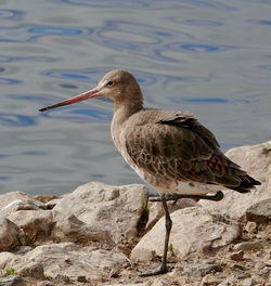 Close-up of bird perching on rock