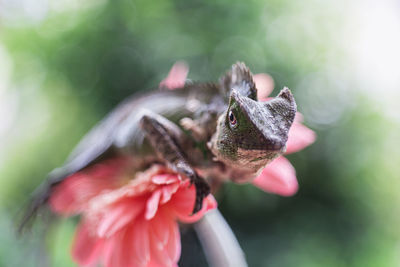 Close-up of lizard on pink flower