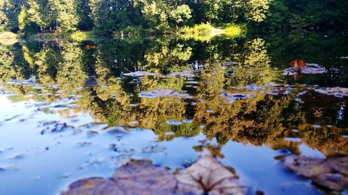 High angle view of plants growing in lake