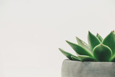 Close-up of leaf over white background