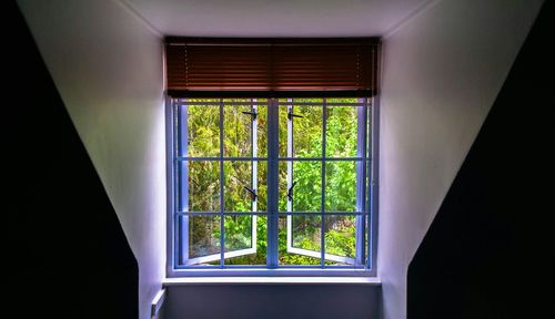 Trees seen through window