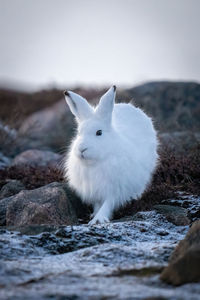 Arctic hare stands amongst rocks on tundra