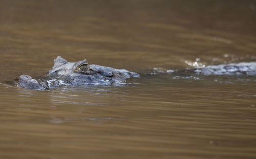 Closeup portrait of black caiman melanosuchus niger head submerged in water, bolivia.