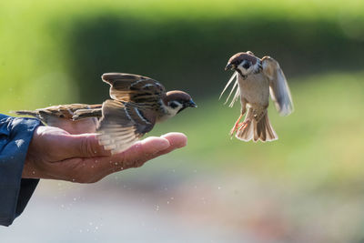Close-up of hand holding bird flying over water