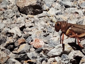 High angle view of lizard on rock