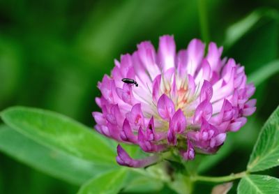Close-up of insect pollinating on pink flower