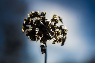 A dried up flower in a field.