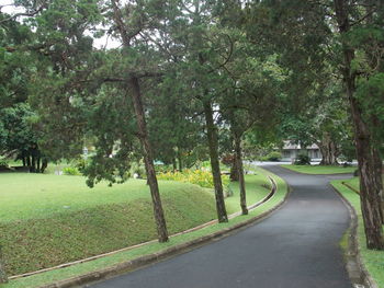 Road passing through trees