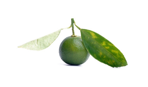 Close-up of fruits against white background