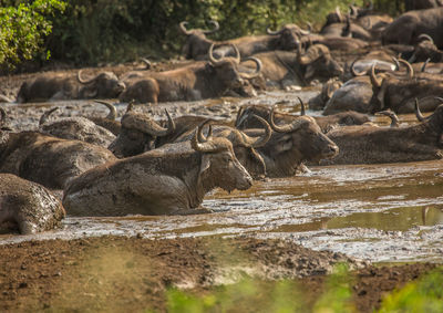 View of sheep drinking water from lake