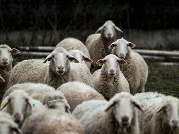 Close-up of sheep