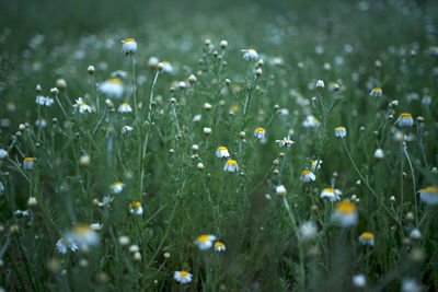 Close-up of dew on grassy field