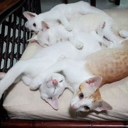 Close-up of sleeping cats