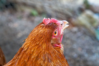 Close-up of rooster