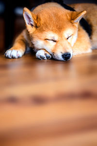 Close-up of dog sleeping on floor