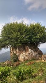 Scenic view of tree against sky