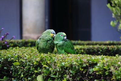 Parrots perching on plants