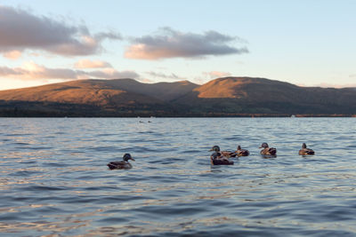 Ducks swimming on lake against mountain range