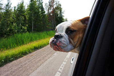 English bulldog looking through car window against trees