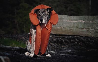 Dog wearing life jacket while sitting on rock