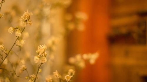 Close-up of flowering plants on field