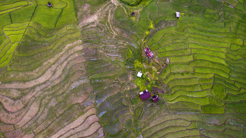 High angle view of rice paddy