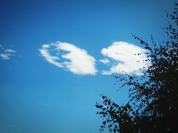 Low angle view of bird flying against blue sky