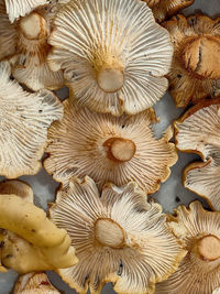 oyster mushroom