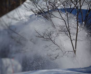 Close-up of frozen bare tree